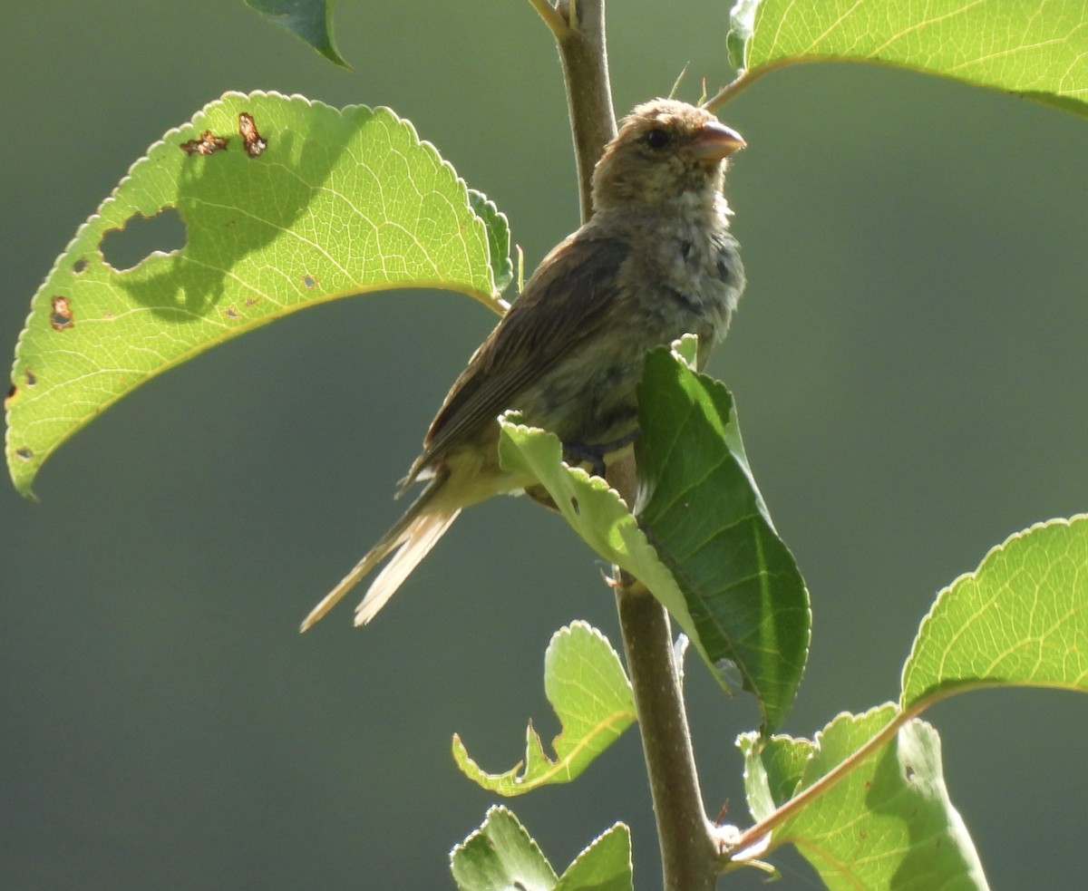 Indigo Bunting - ML641322770