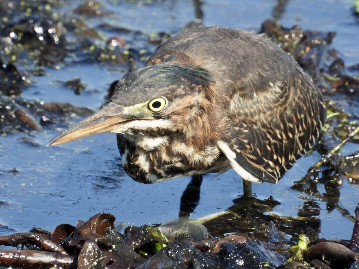 Green Heron - ML641322771