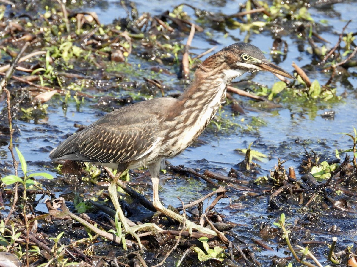 Green Heron - ML641322772