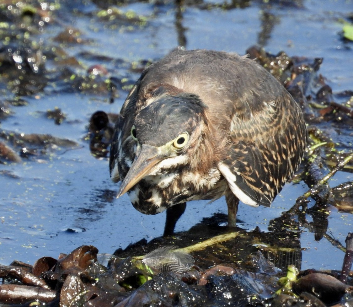 Green Heron - ML641322773
