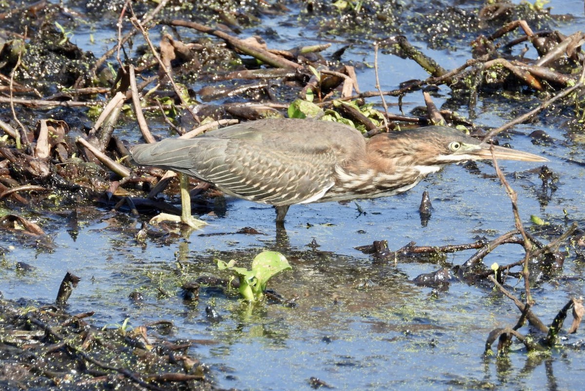 Green Heron - ML641322774