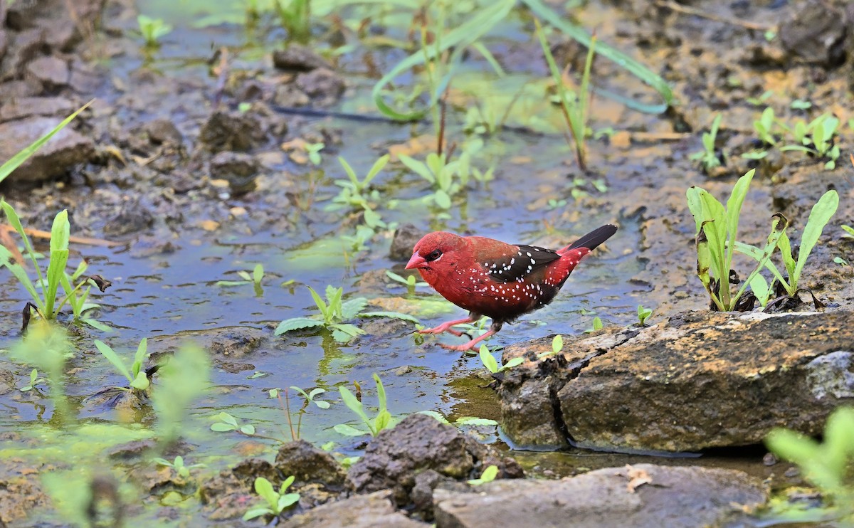 Red Avadavat - ML641322784
