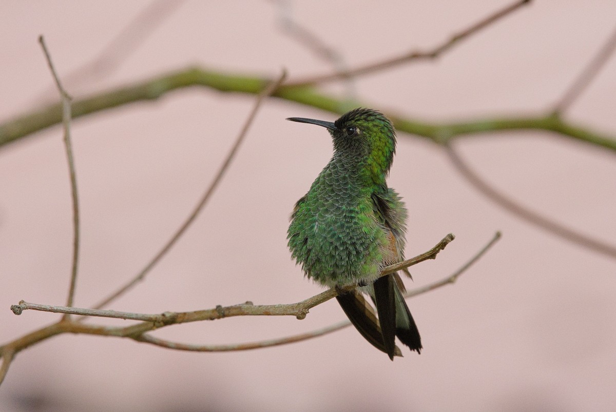 Stripe-tailed Hummingbird - ML641322787