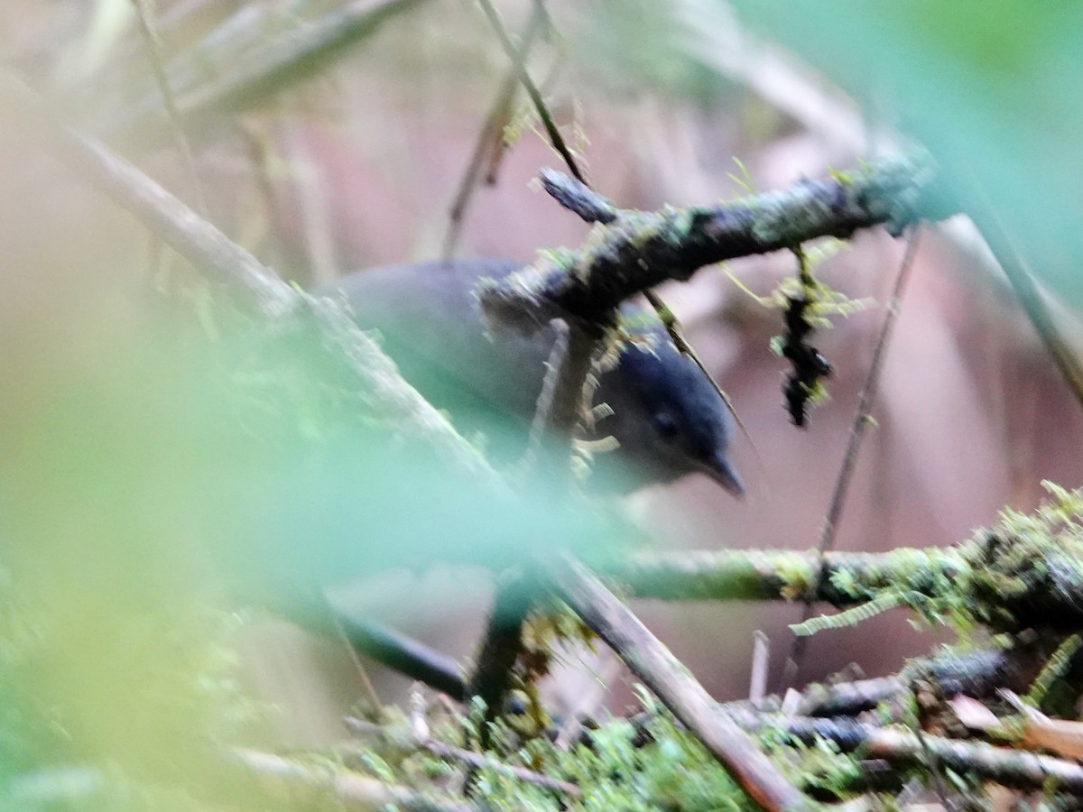 Tschudi's Tapaculo - ML641322799