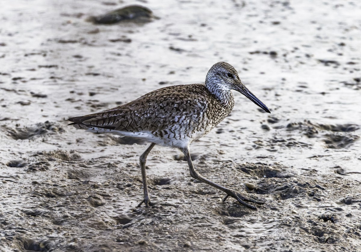 Willet - ML641322803