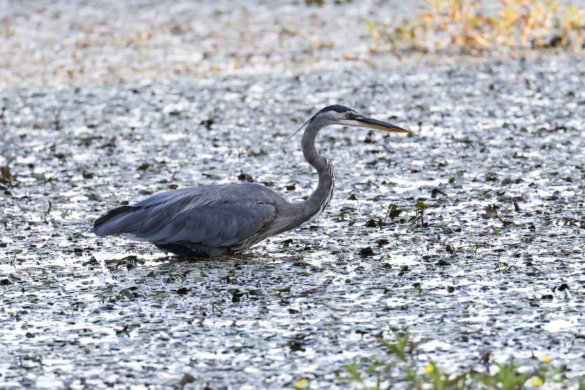 Great Blue Heron - ML641322804