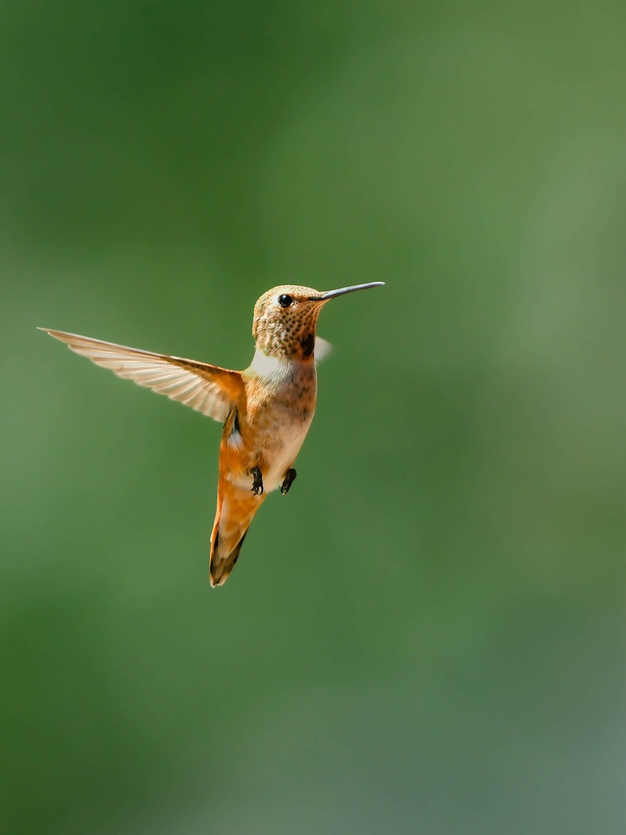 Rufous Hummingbird - ML641322809