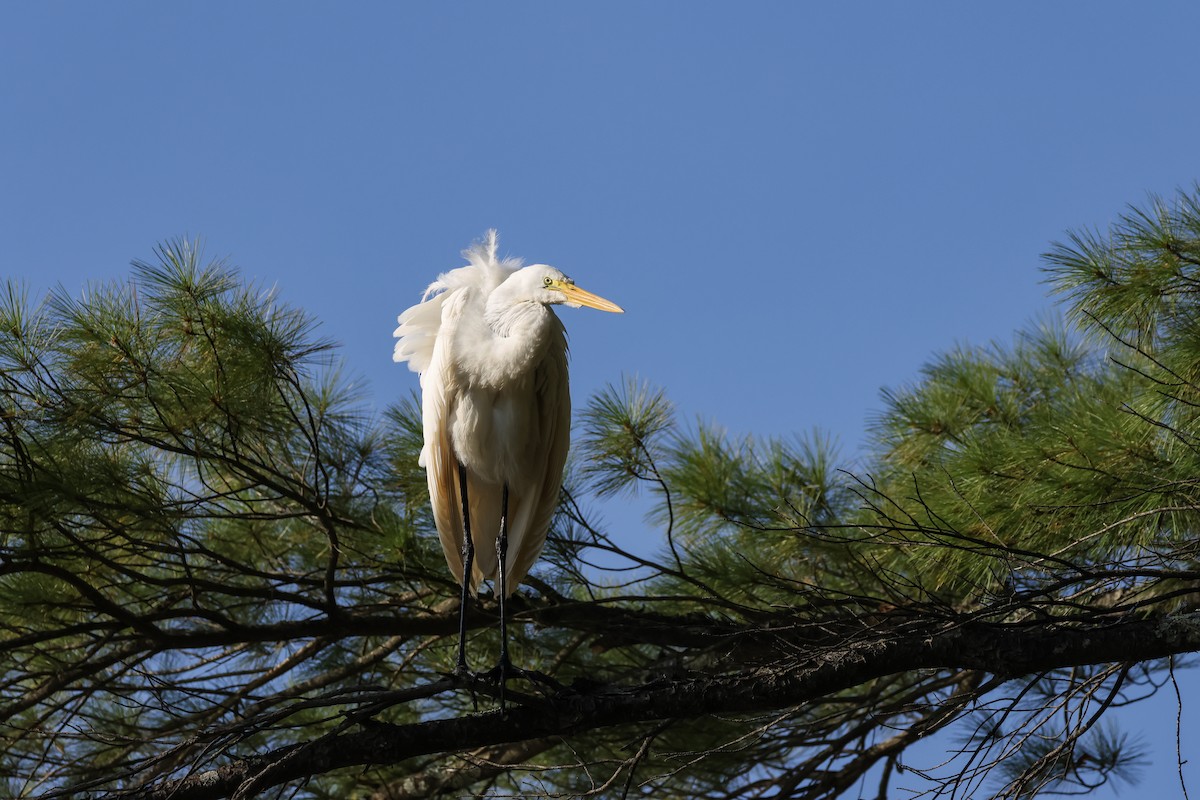 Great Egret - ML641322812