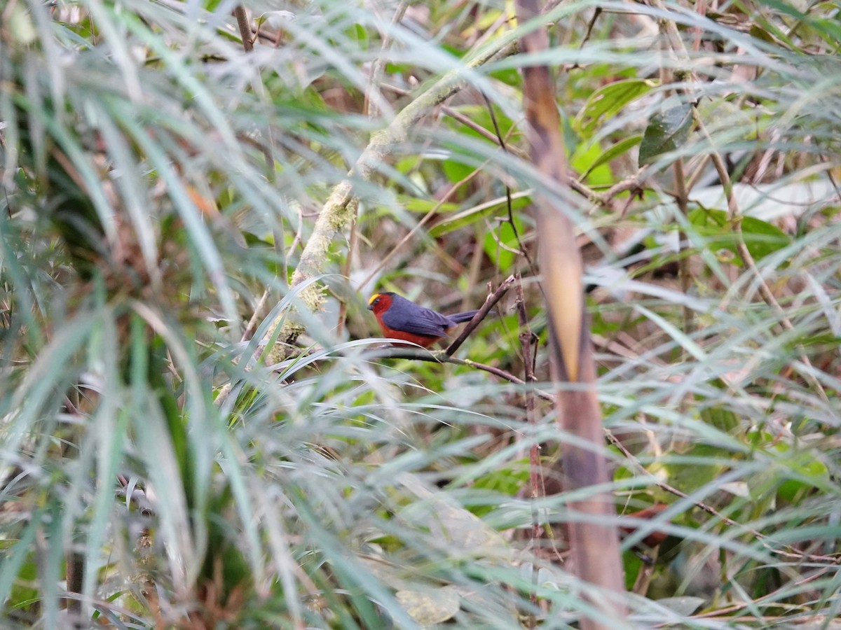 ズキンコウカンチョウ - ML641322833