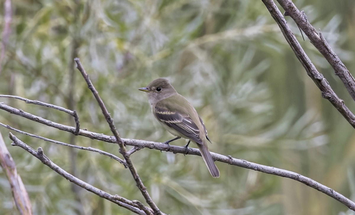 Willow Flycatcher - ML641322836