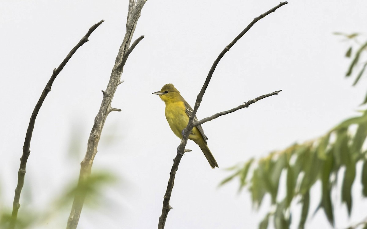 Orchard Oriole - ML641322845