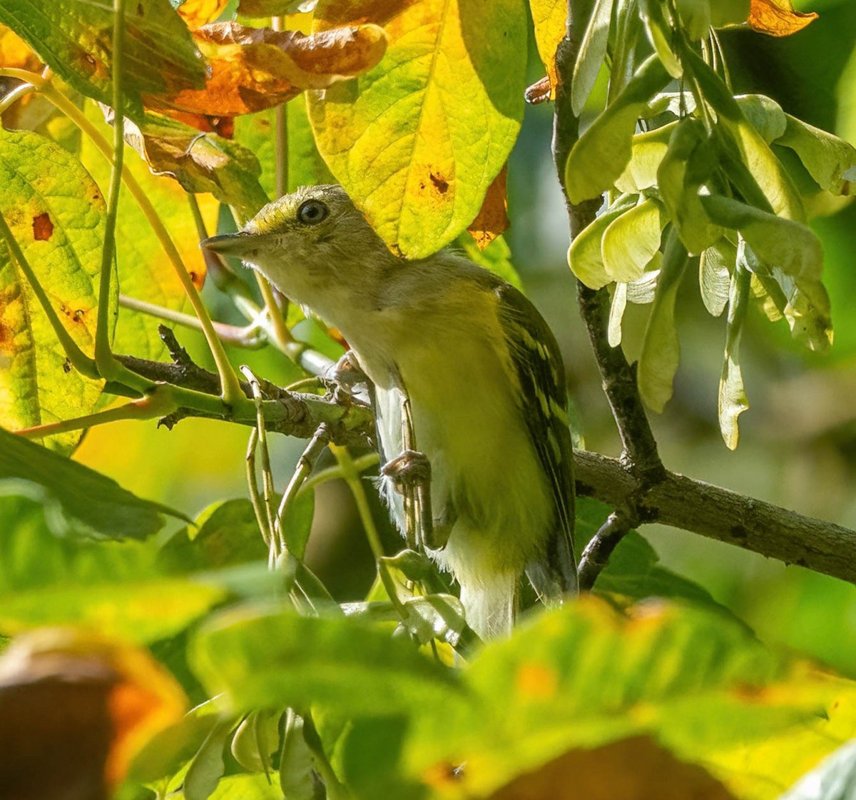 Vireo Ojiblanco - ML641322871