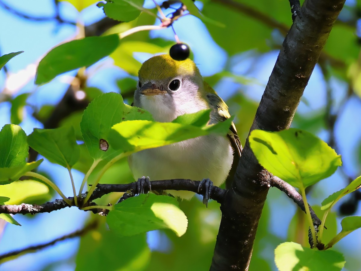 Chestnut-sided Warbler - ML641322872