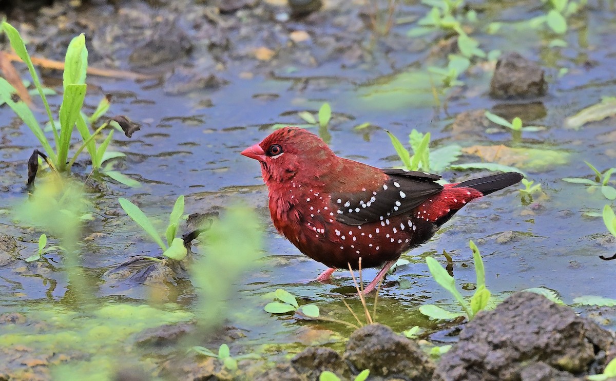 Red Avadavat - ML641322873