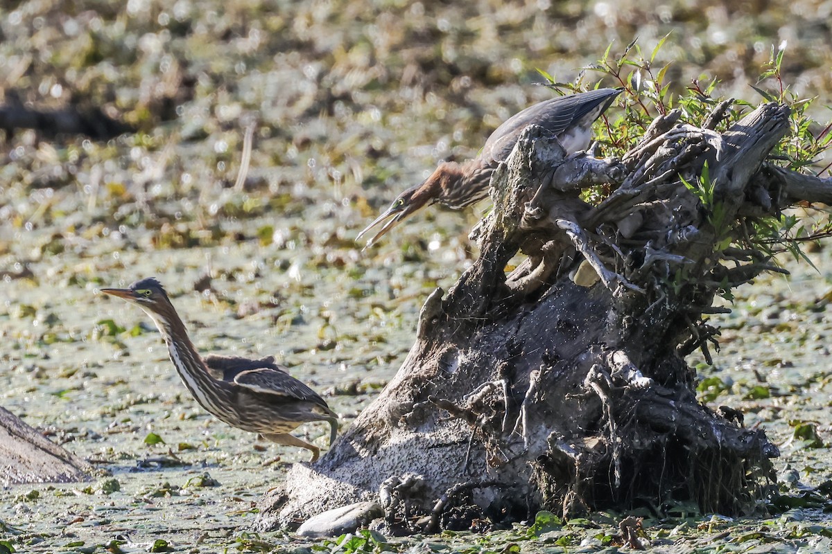 Green Heron - ML641322890