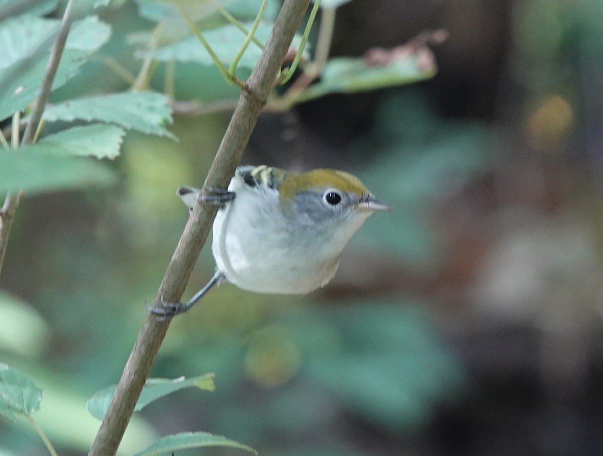 Chestnut-sided Warbler - ML641322899