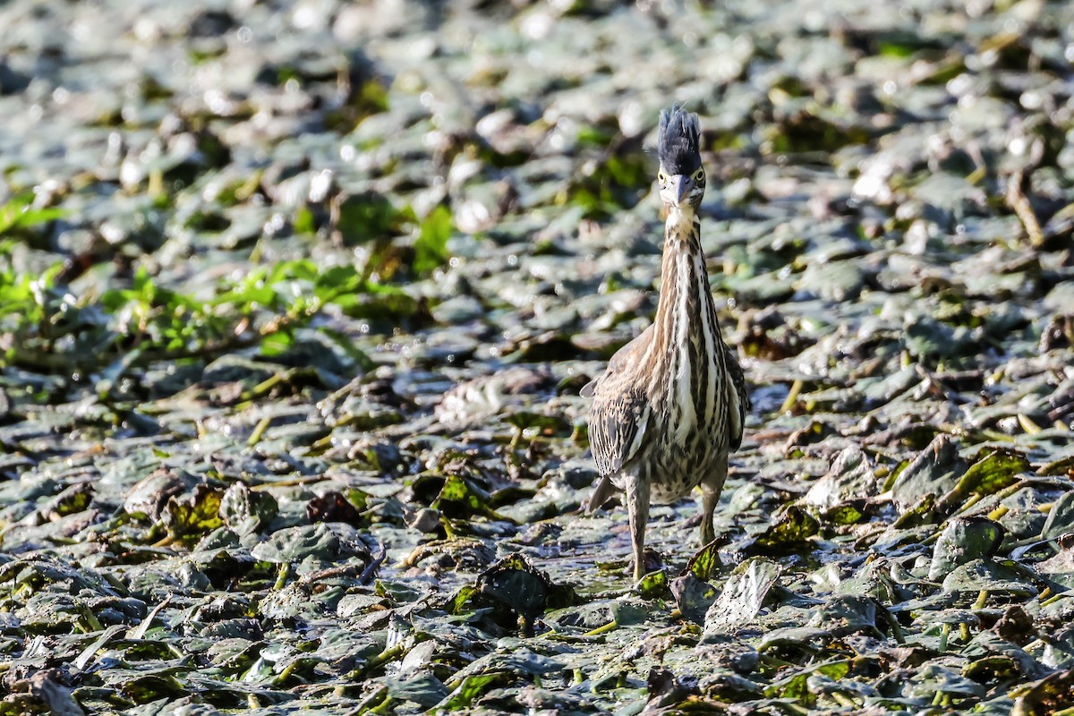 Green Heron - ML641322901