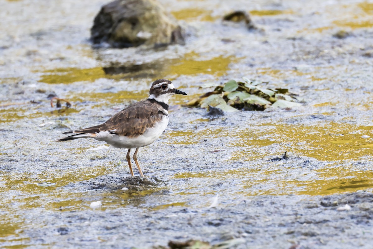 Killdeer - ML641322955