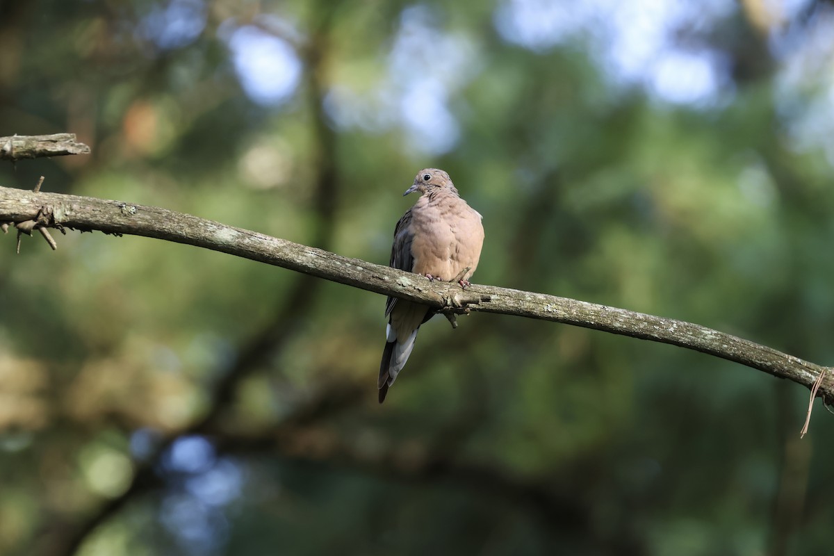 Mourning Dove - ML641322978