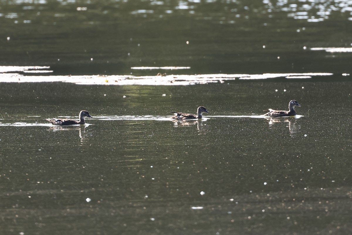 Wood Duck - ML641322995