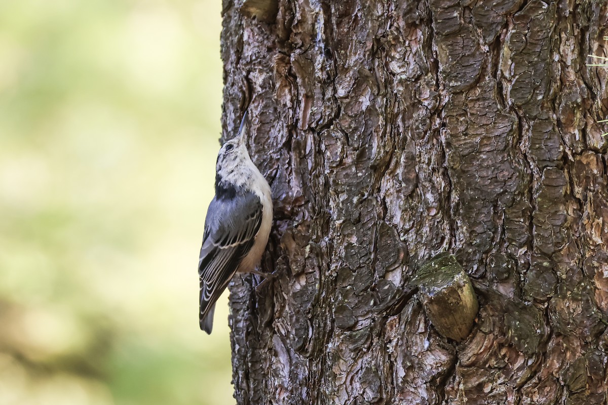 White-breasted Nuthatch - ML641323030