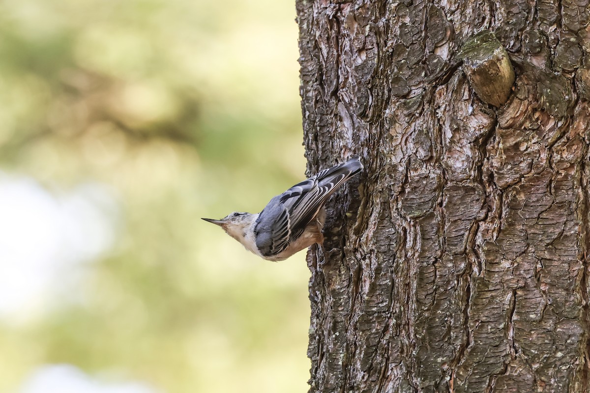 White-breasted Nuthatch - ML641323031
