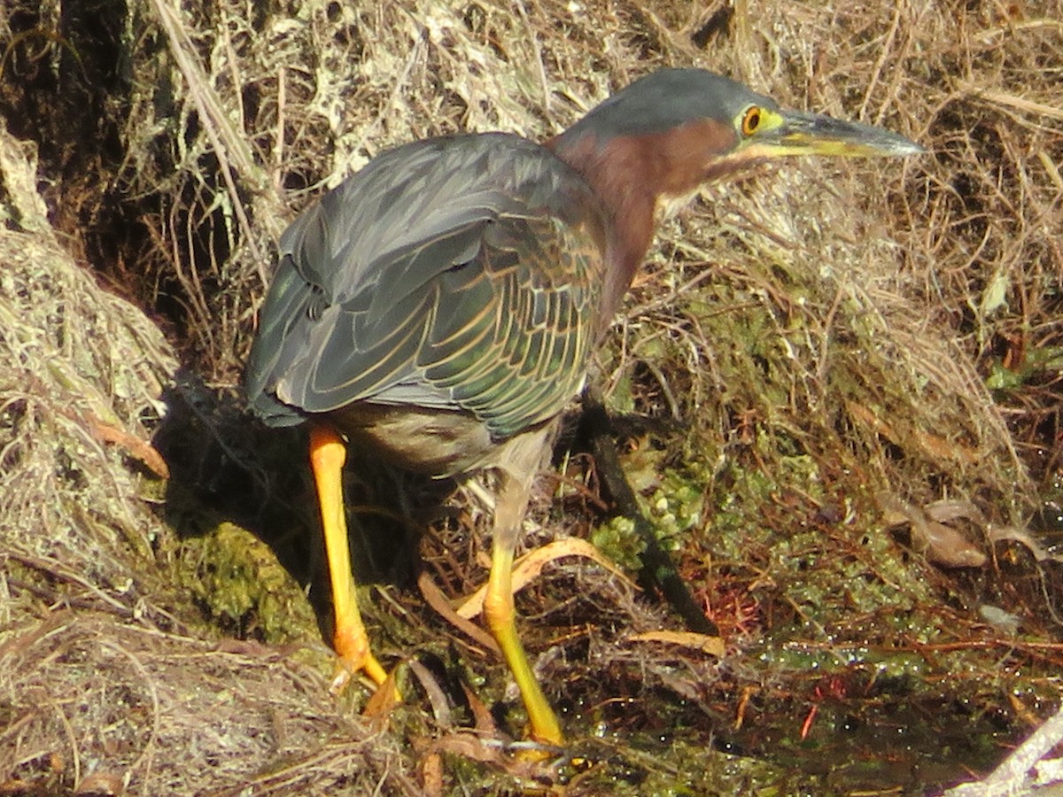 Green Heron - ML641323046