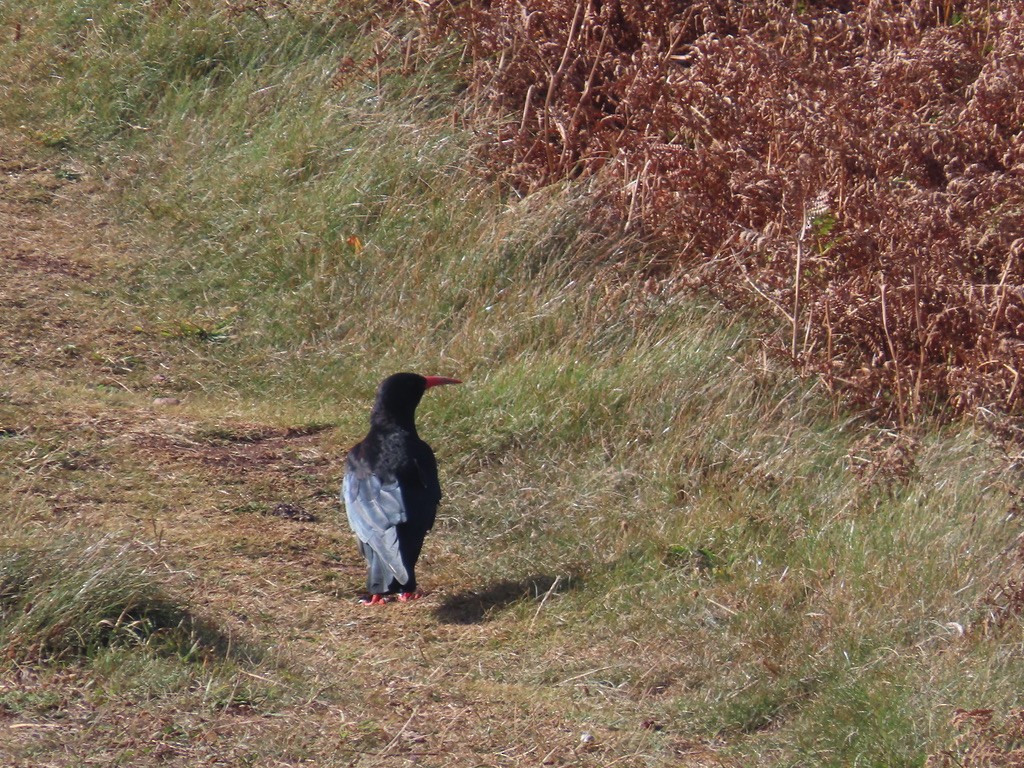 Red-billed Chough - ML641323048