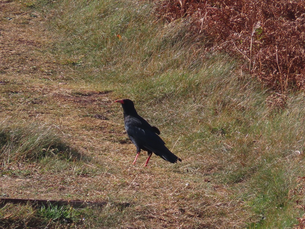 Red-billed Chough - ML641323051