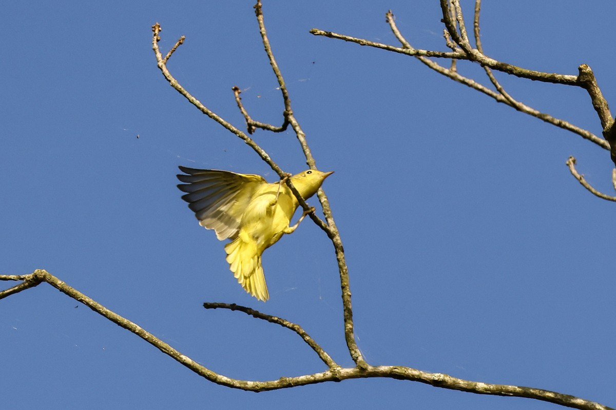 Yellow Warbler - ML641323052