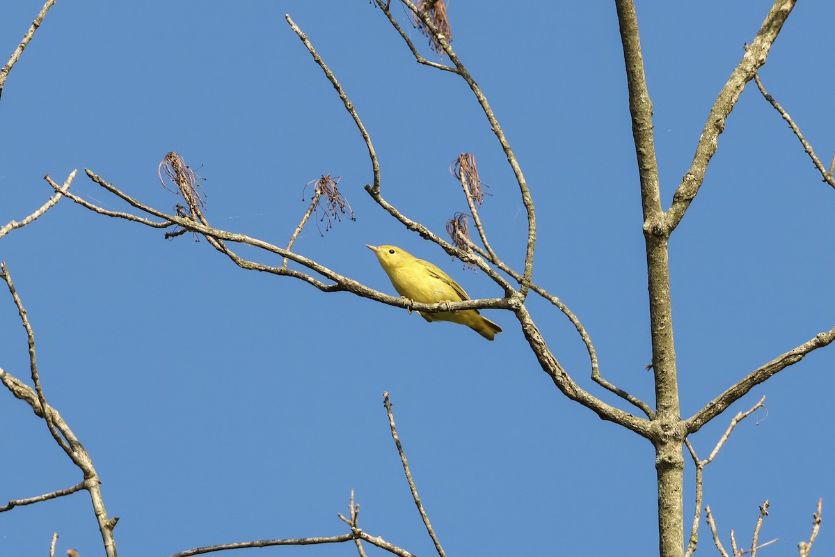 Yellow Warbler - ML641323053