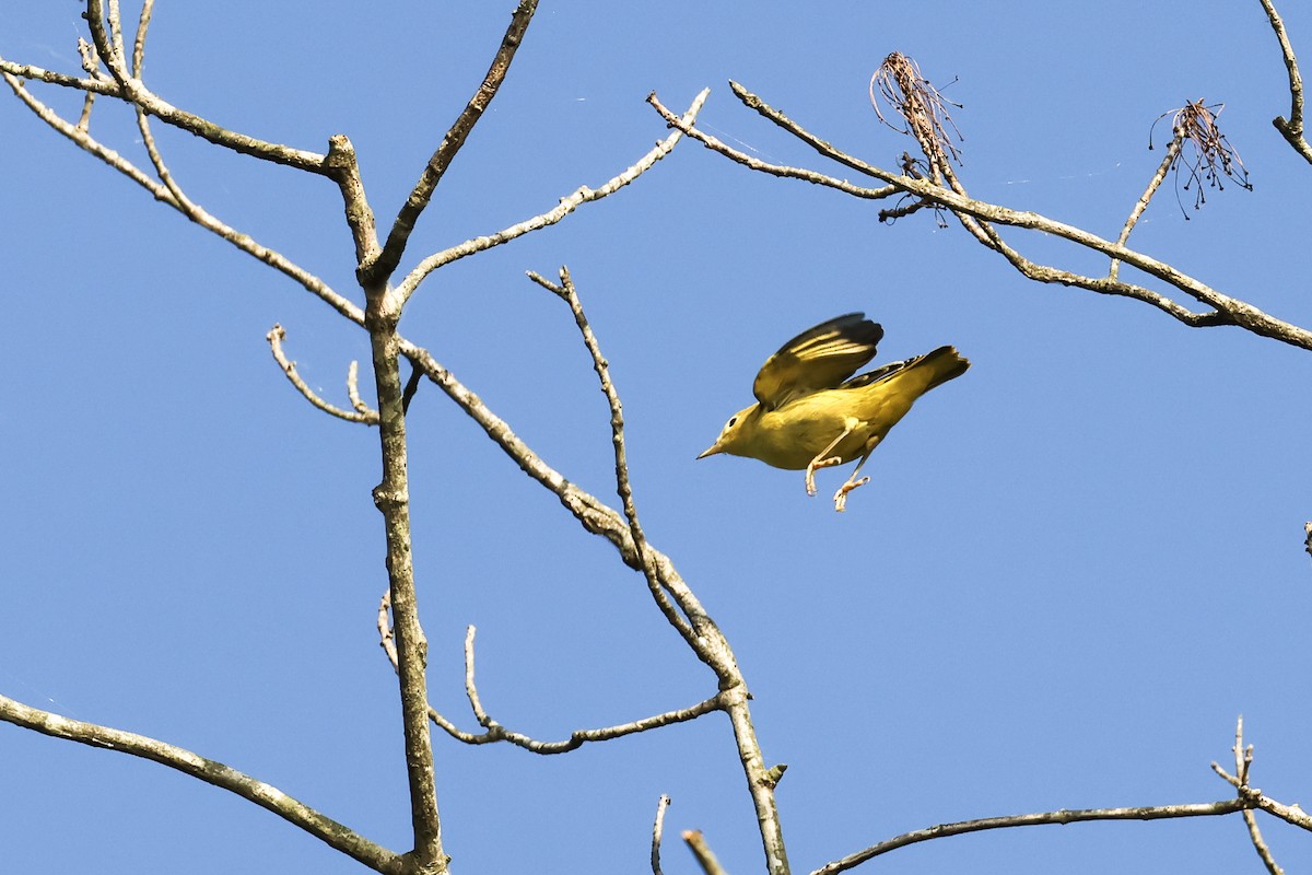 Yellow Warbler - ML641323054