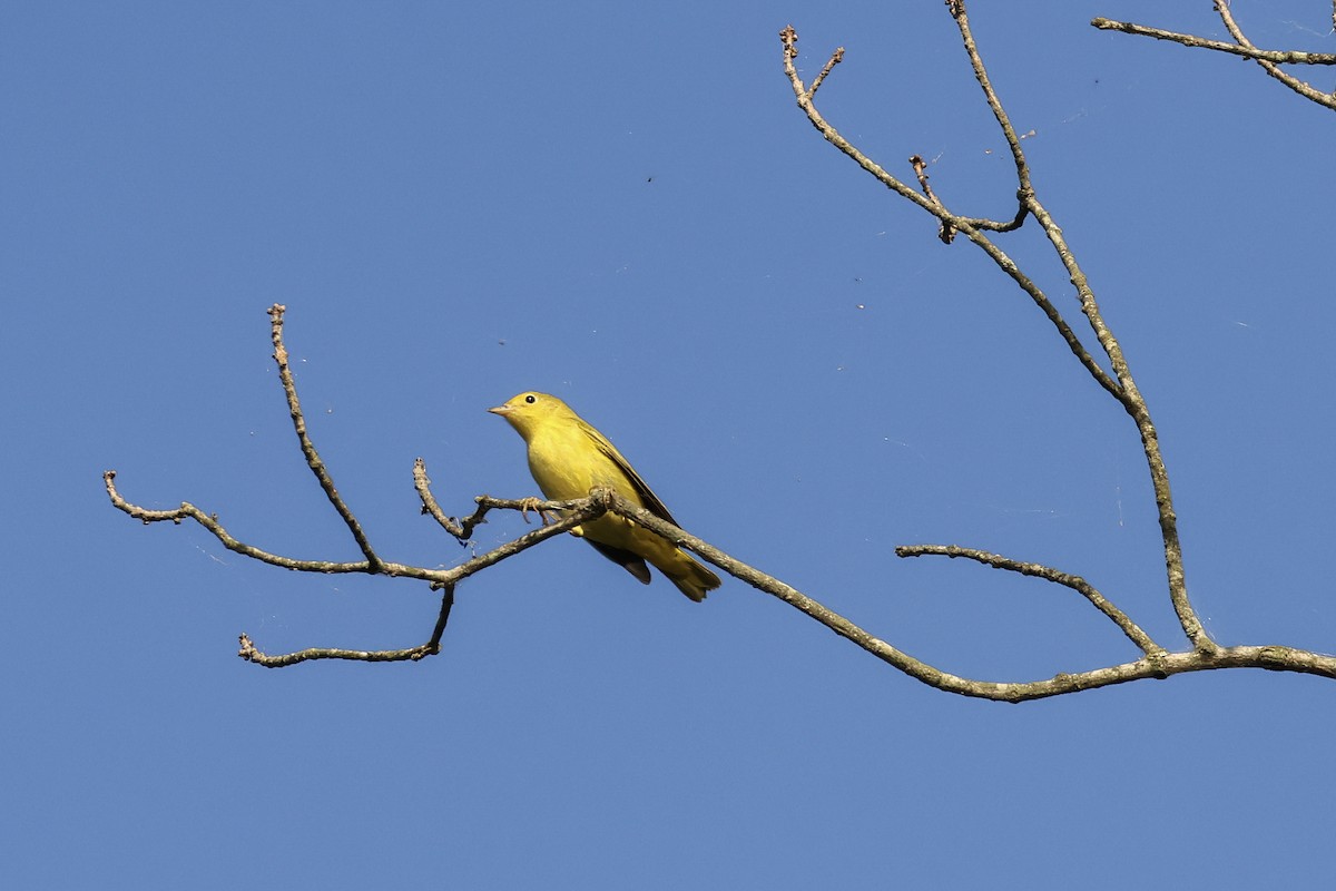Yellow Warbler - ML641323055