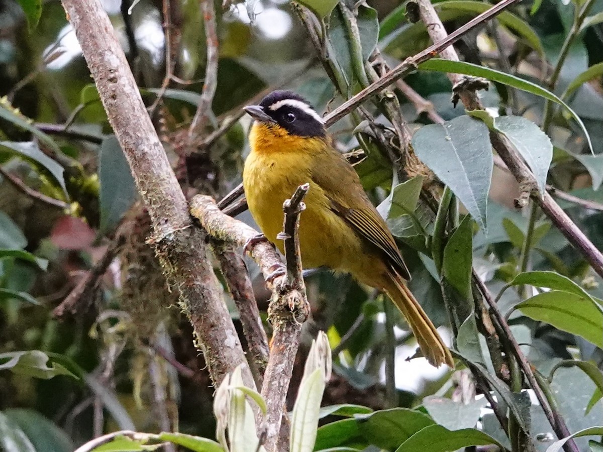 Black-capped Hemispingus (White-browed) - ML641323057