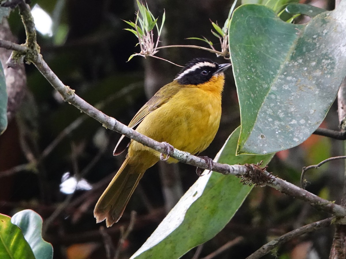 Black-capped Hemispingus (White-browed) - ML641323058