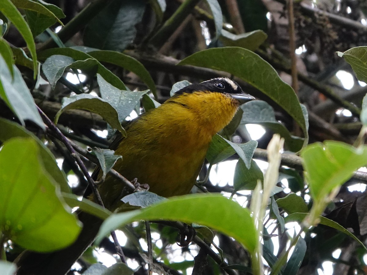 Black-capped Hemispingus (White-browed) - ML641323059