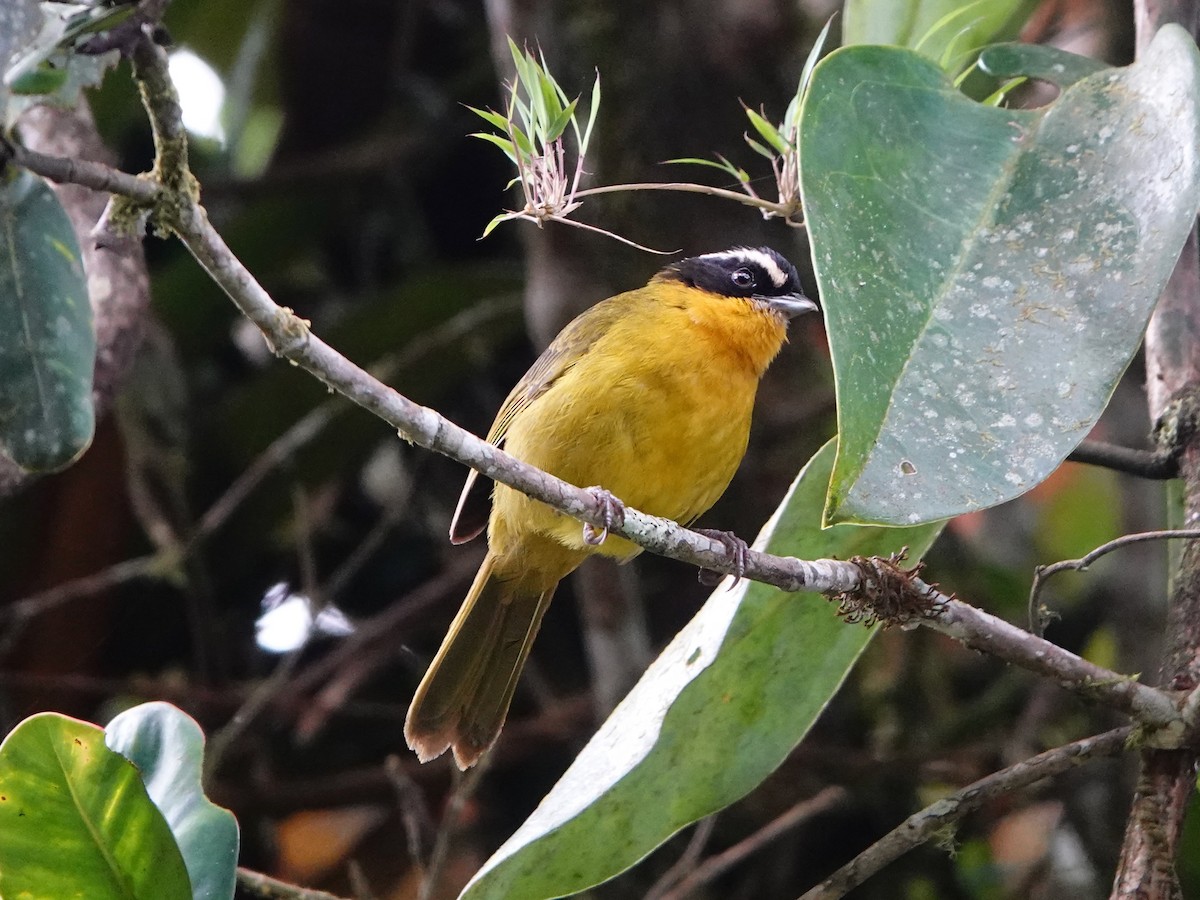 Black-capped Hemispingus (White-browed) - ML641323060