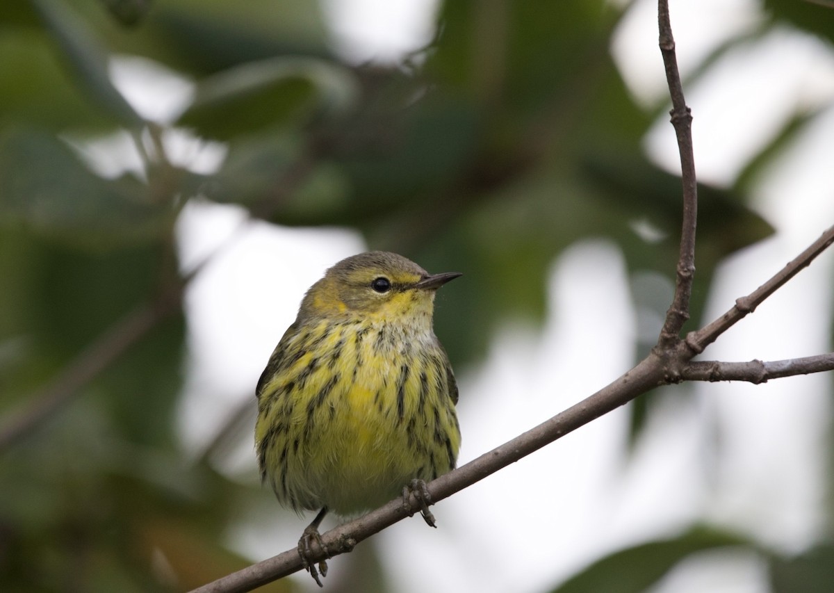 Cape May Warbler - ML641323089