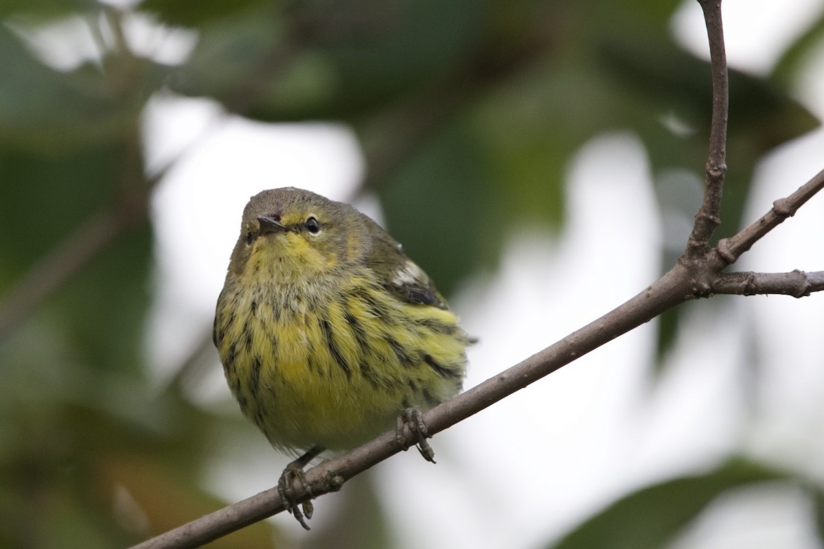 Cape May Warbler - ML641323090