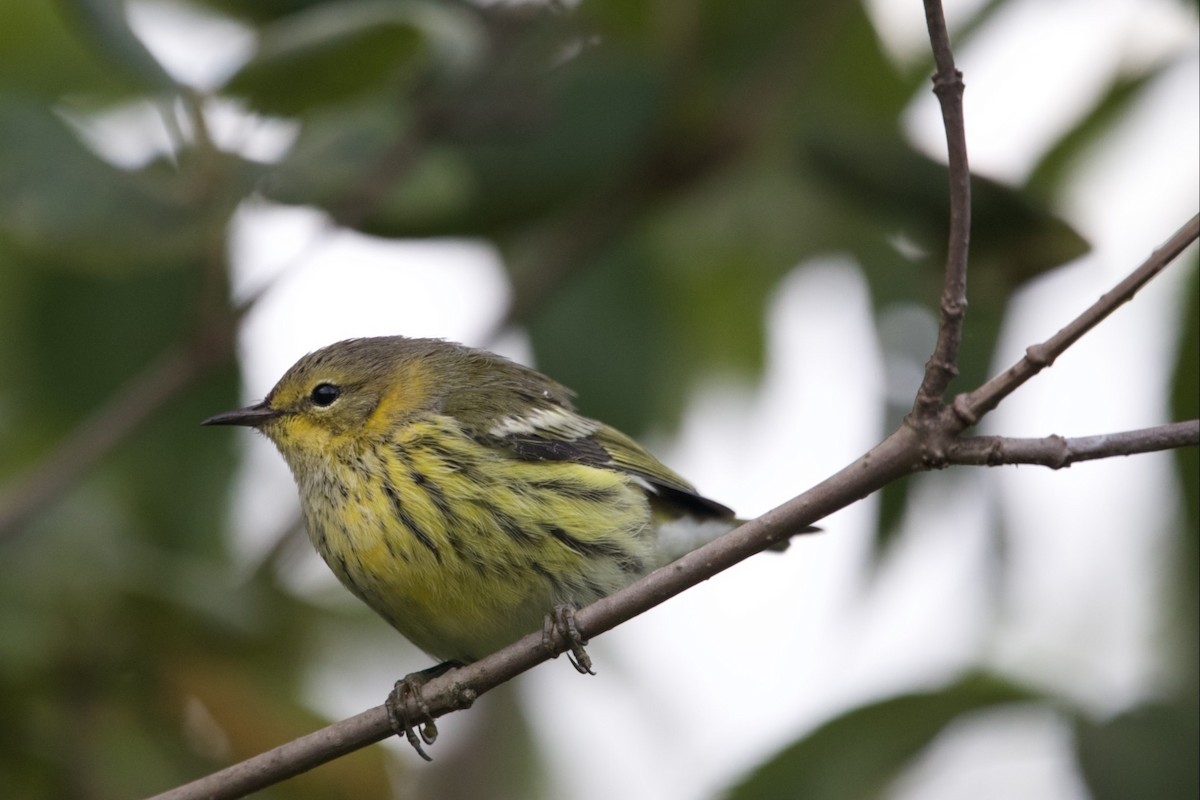 Cape May Warbler - ML641323091