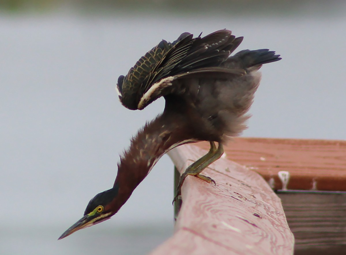 Green Heron - ML641323100