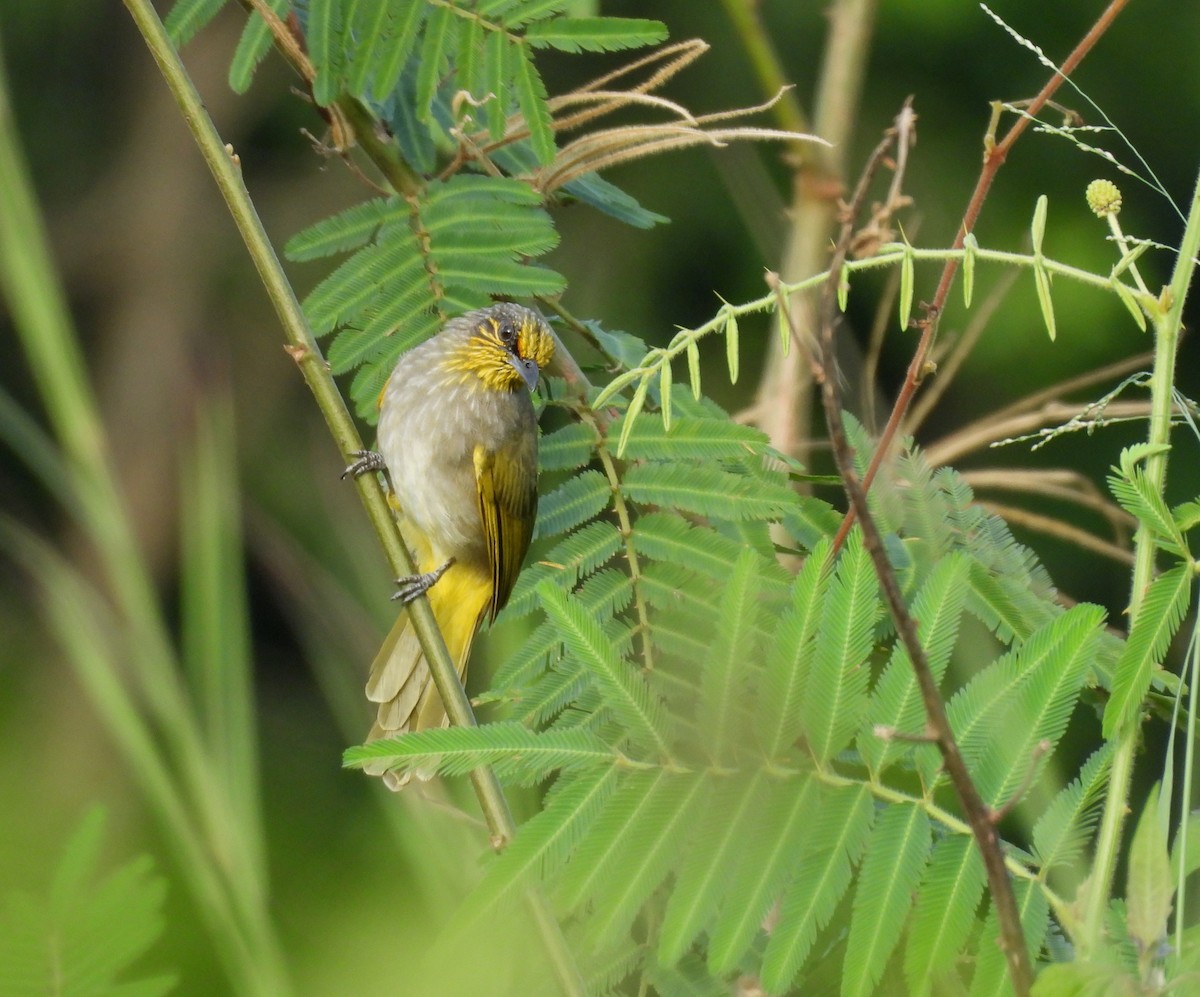 Stripe-throated Bulbul - ML641323159