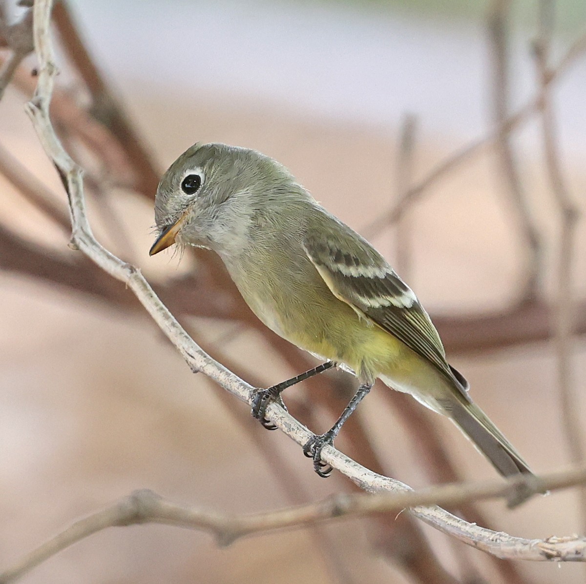 Hammond's Flycatcher - ML641323164