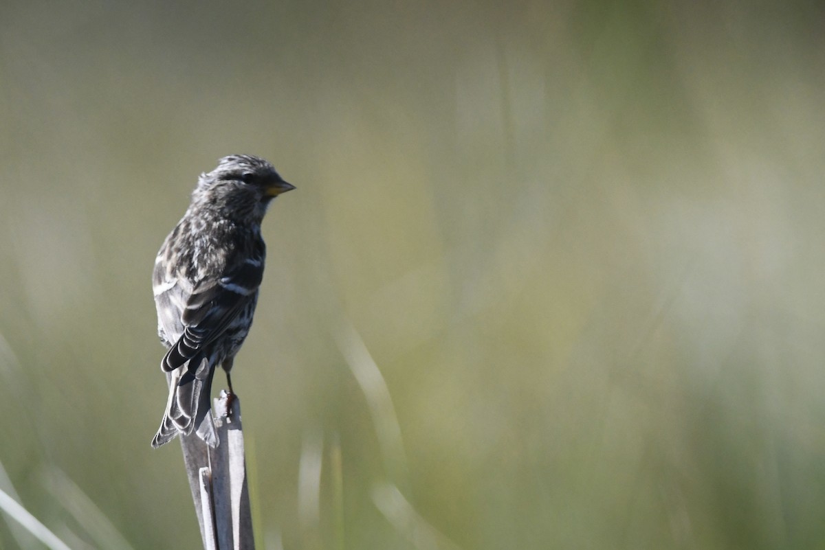 Redpoll - ML641323174