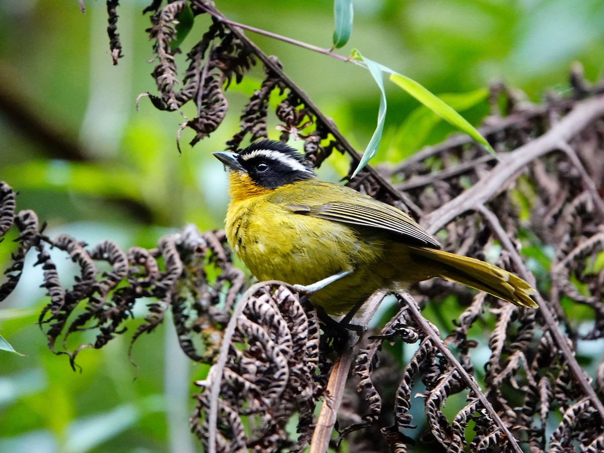 Black-capped Hemispingus (White-browed) - ML641323181