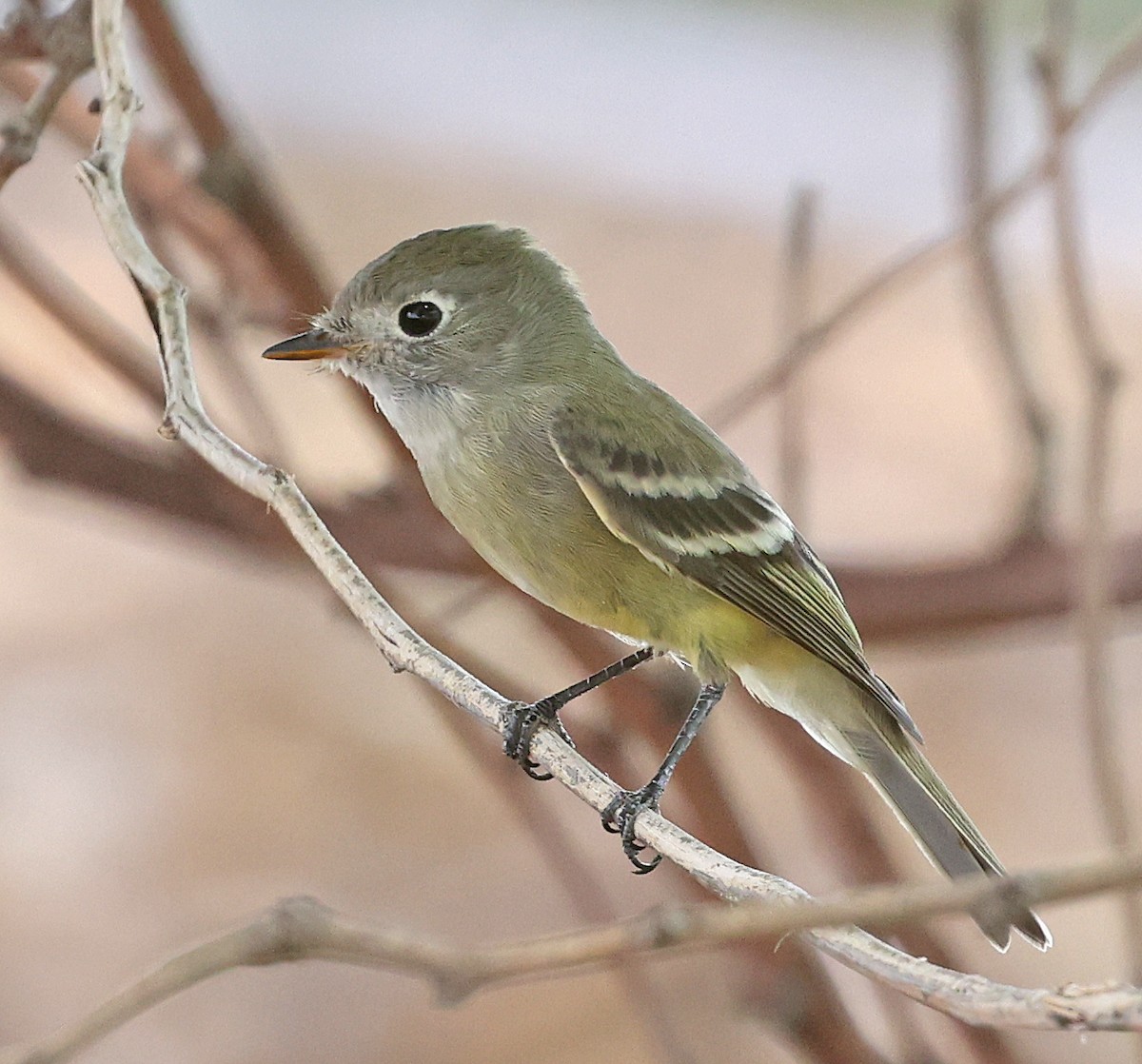 Hammond's Flycatcher - ML641323187