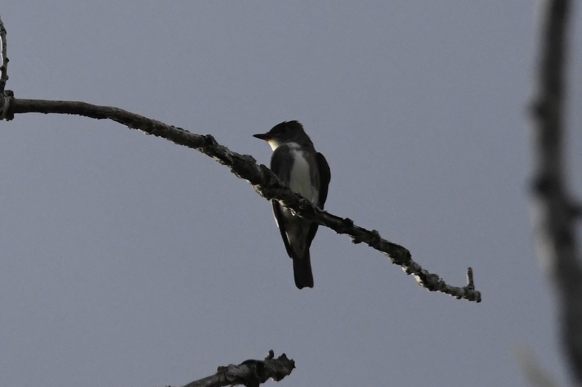 Olive-sided Flycatcher - ML641323193