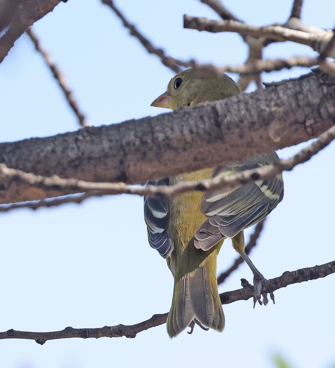 Western Tanager - ML641323201