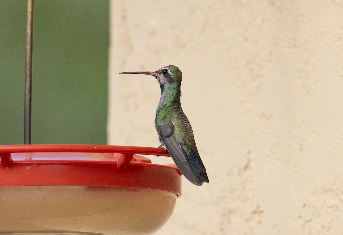 Colibri circé - ML641323208