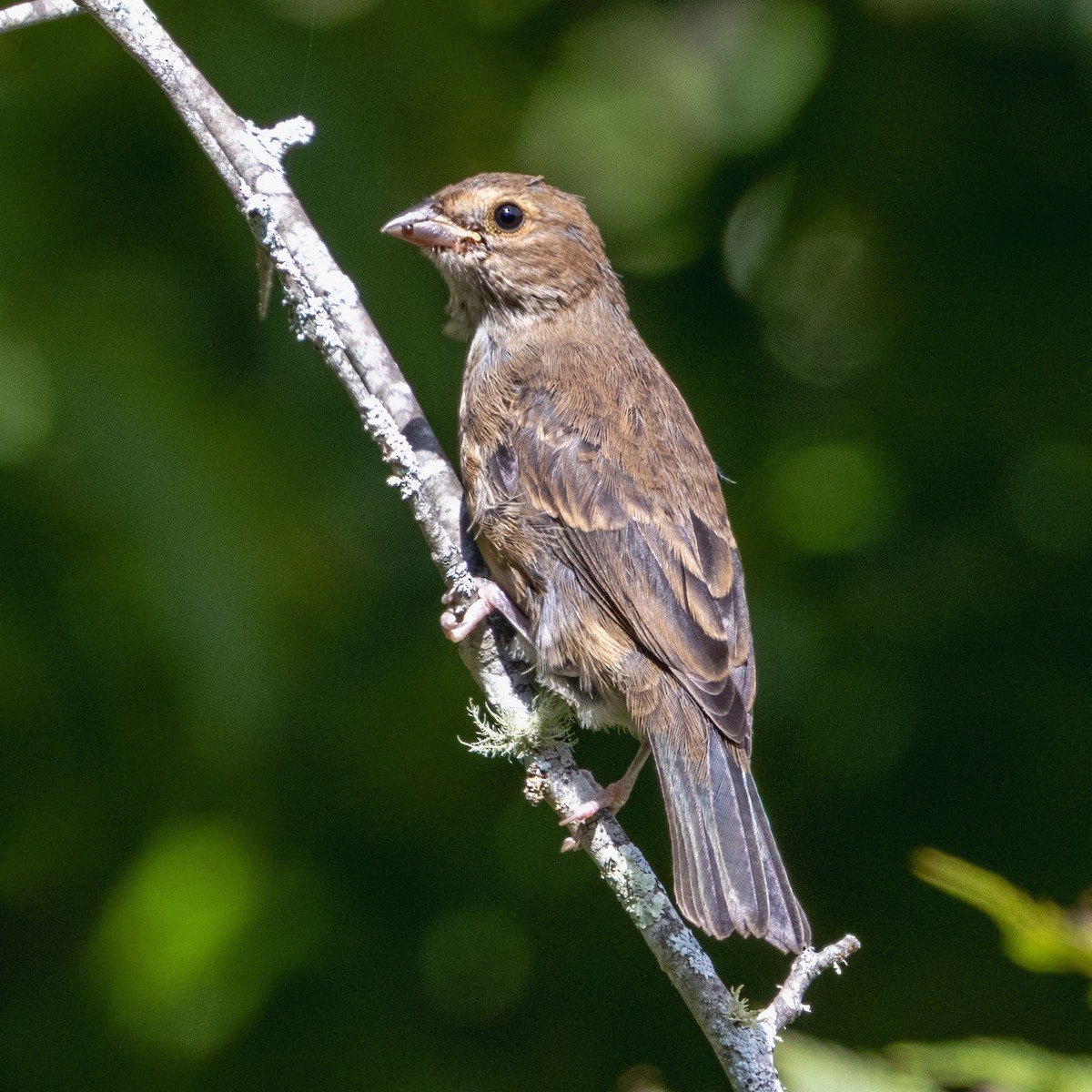 Indigo Bunting - ML641323223